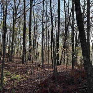 View of woods