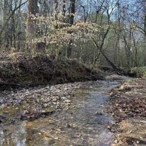 View of local wilderness