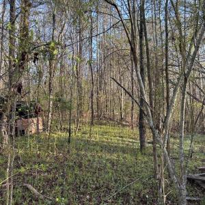 View of woods behind the house.