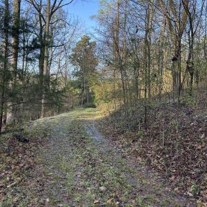 View of road with a forest view