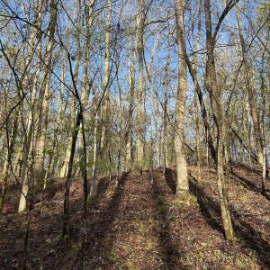 Looking up from the path to the hill top