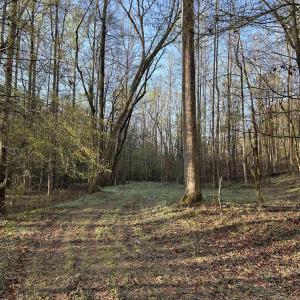 Path along creek