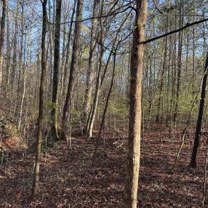 View of wooded area