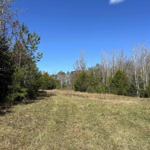 View of undeveloped land