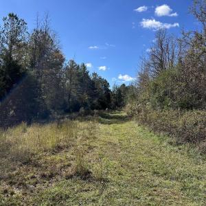 View of tree filled area