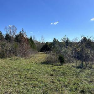 View of local wilderness