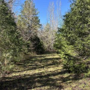 View of undeveloped land