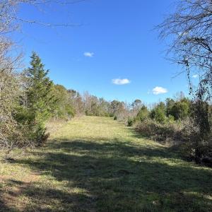 View of undeveloped land