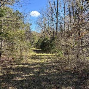 View of local wilderness