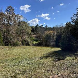 View of local wilderness