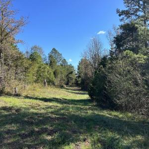 View of yard featuring a view of trees