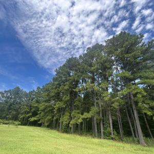 Photo #26 of 845 Old Buck Creek Rd., Longs, SC 225.0 acres