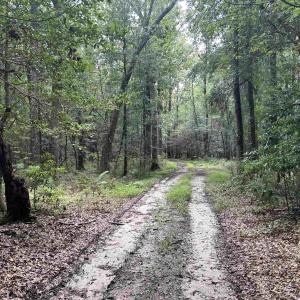 Photo #11 of 845 Old Buck Creek Rd., Longs, SC 225.0 acres