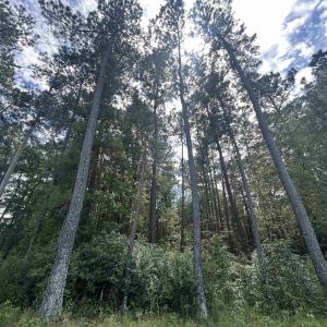 Photo #9 of 845 Old Buck Creek Rd., Longs, SC 225.0 acres