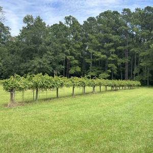 Photo #19 of 845 Old Buck Creek Rd., Longs, SC 225.0 acres