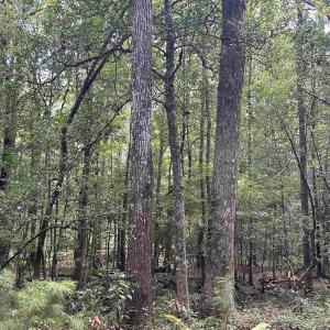 Photo #12 of 845 Old Buck Creek Rd., Longs, SC 225.0 acres