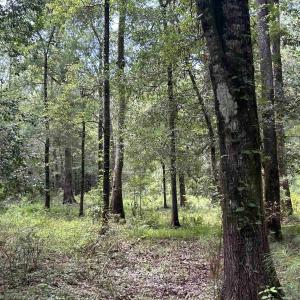 Photo #14 of 845 Old Buck Creek Rd., Longs, SC 225.0 acres