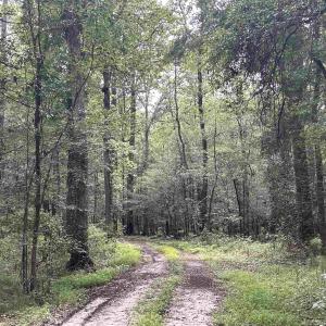 Photo #13 of 845 Old Buck Creek Rd., Longs, SC 225.0 acres