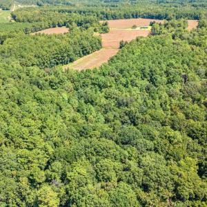 Aerial view of a forest