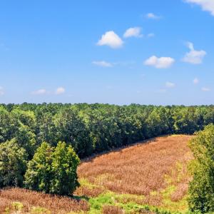 Drone / aerial view of a forest