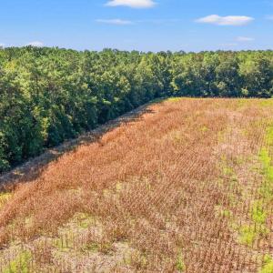 Aerial view of a forest
