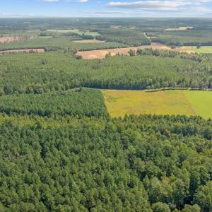 Photo #5 of LOT 4 Womack Rd., Nichols, SC 6.8 acres