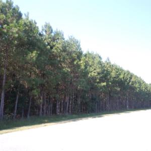 Photo #3 of TBD Near 10547 Andrew Jackson Hwy., Fair Bluff, NC 59.0 acres