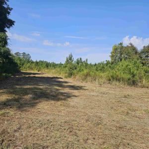 View of local wilderness