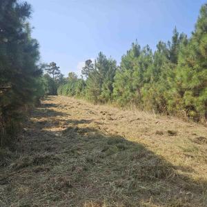 View of tree filled area