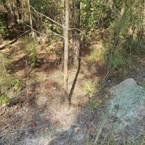 View of undeveloped land