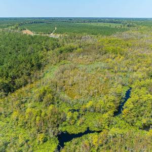 Aerial view of a forest