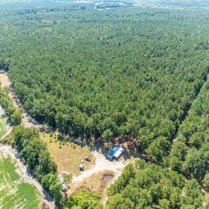Aerial view of a forest