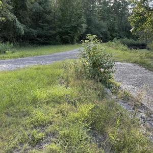 Photo #4 of TBD Griffins Landing Rd., Nichols, SC 1.4 acres