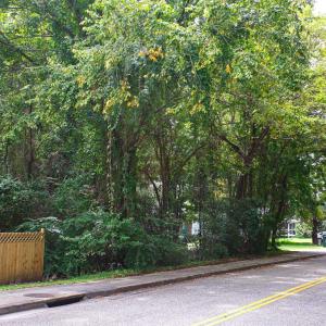 Photo #14 of 1211 Washington St., Myrtle Beach, SC 0.2 acres