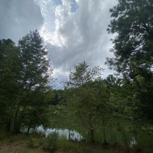 Water view with a forest