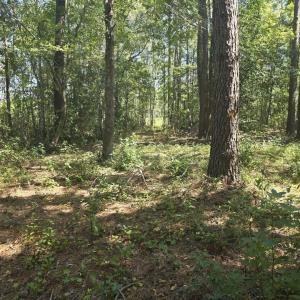 Photo #2 of TBD Allen Dew Rd., Conway, SC 3.0 acres