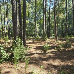 Photo #1 of TBD Allen Dew Rd., Conway, SC 3.0 acres