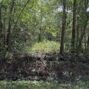 View of wooded area