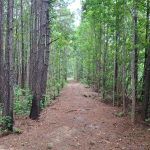 Photo #5 of TBD Oglethorpe Dr., Andrews, SC 4.7 acres