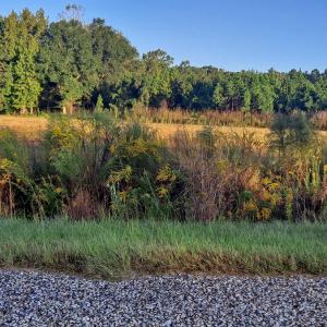 Photo #3 of TBD Wee Tee Rd., Andrews, SC 6.0 acres