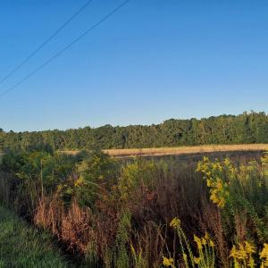 Photo #2 of TBD Wee Tee Rd., Andrews, SC 6.0 acres