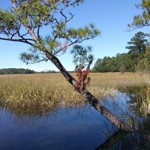 Photo #11 of Slip 36 Friendfield Marina, Georgetown, SC 0.0 acres