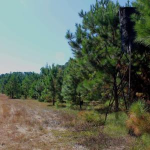 View of local wilderness
