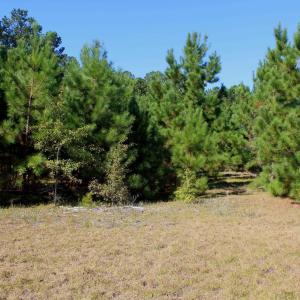 View of undeveloped land