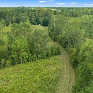 Drone / aerial view of a forest