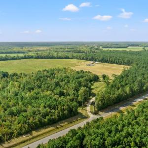 Bird's eye view of a forest