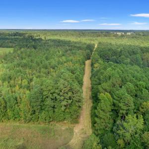Aerial view of a forest