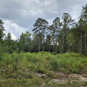 View of tree filled area