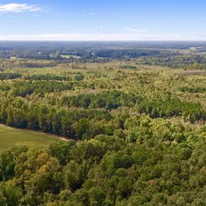 Bird's eye view of a forest