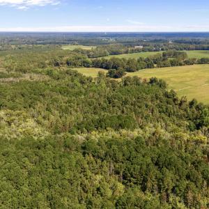 Drone / aerial view of a forest